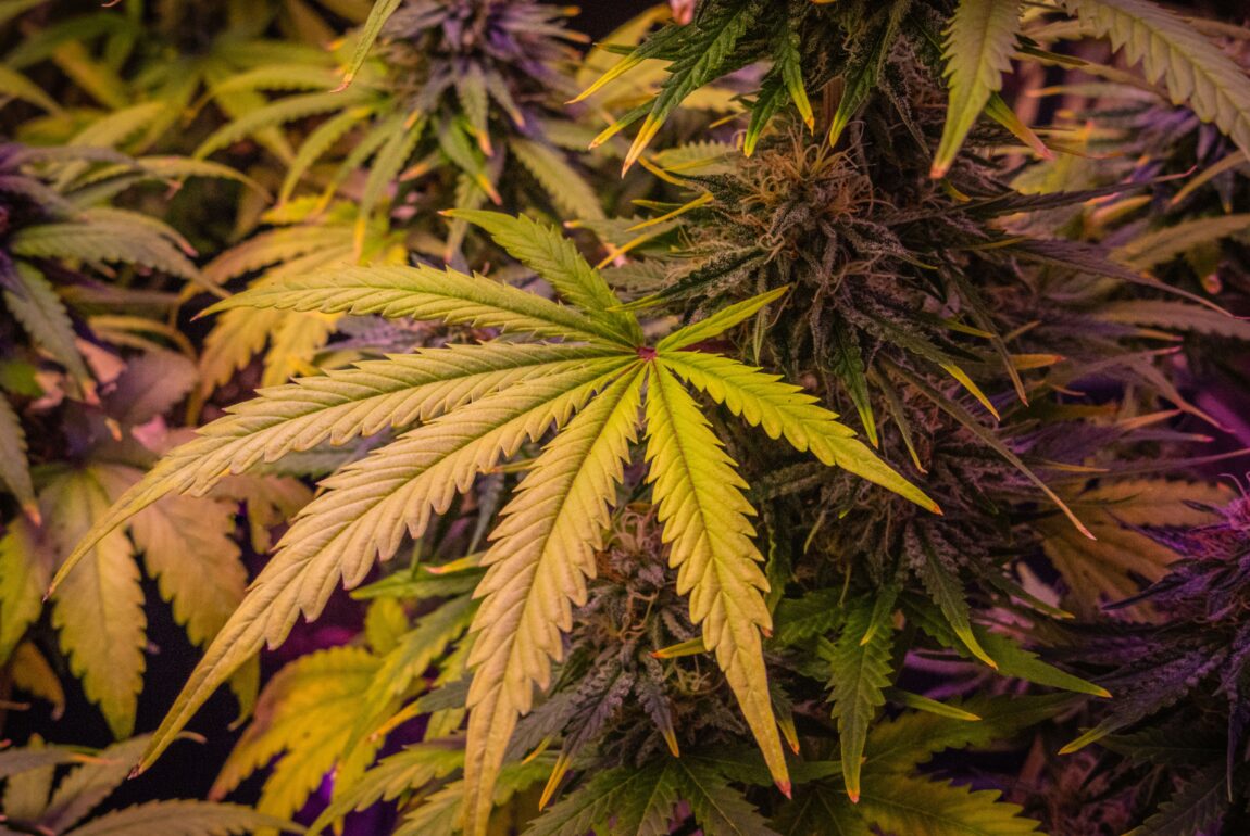 Canadian cannabis cultivar