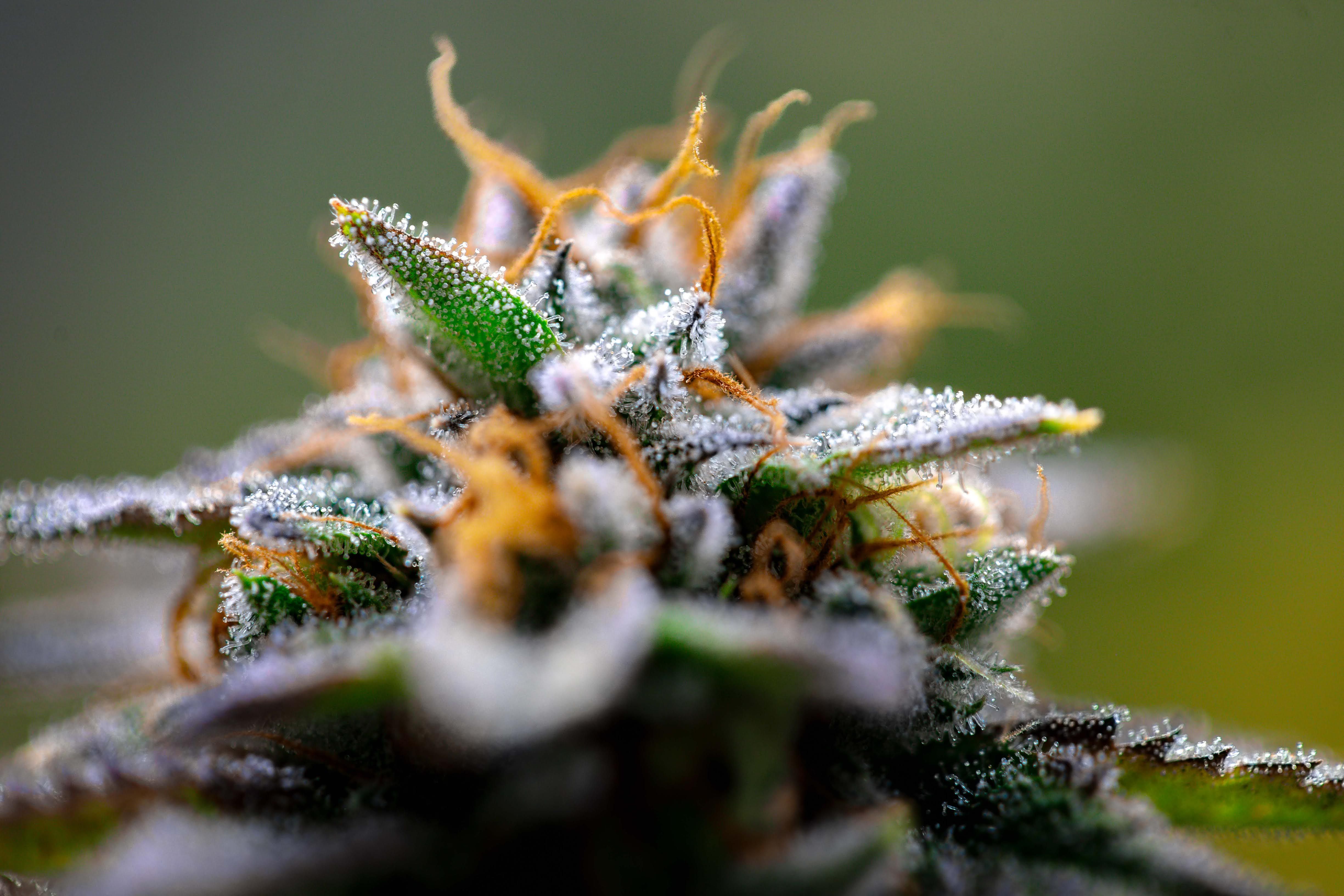 A practical, Canada-specific breakdown of how strains actually differ — genetics, terpenes and real effects, not just indica/sativa labels